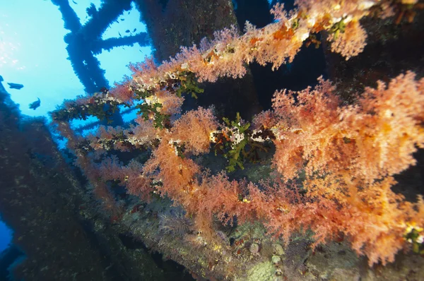 Corallo morbido su un naufragio — Foto Stock