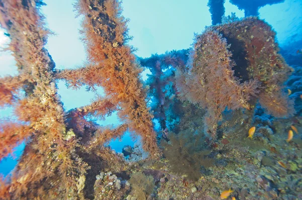 Coral macio em um naufrágio — Fotografia de Stock