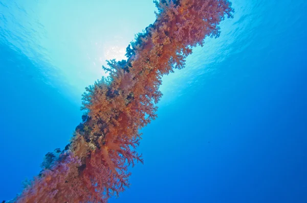 Soft coral on a shipwreck — Stock Photo, Image