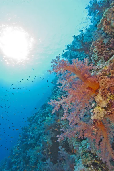 Стена кораллового рифа на солнце — стоковое фото
