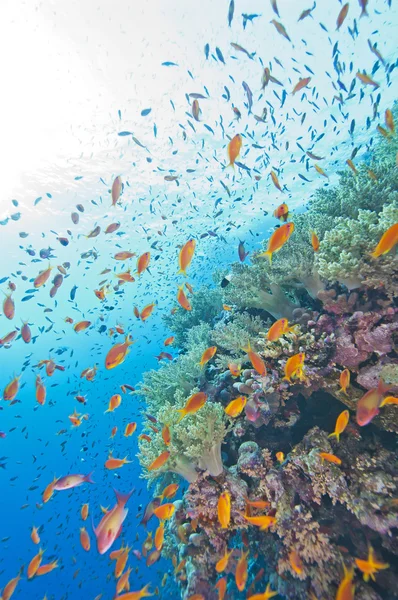Parede de recife de coral ao sol — Fotografia de Stock