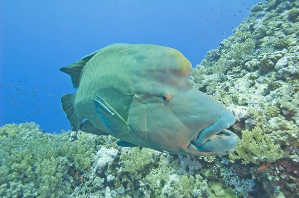 Large napoleon wrasse on a reef — Stock Photo, Image