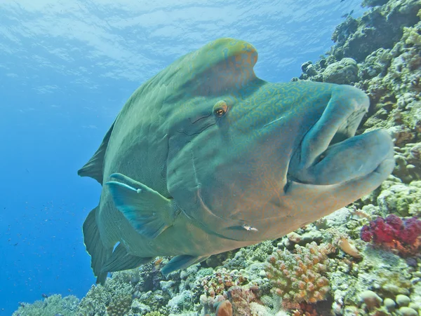 Grande napoleone wrasse su una barriera corallina — Foto Stock