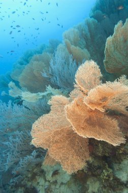 gorgonian fan mercan tropik resif üzerinde