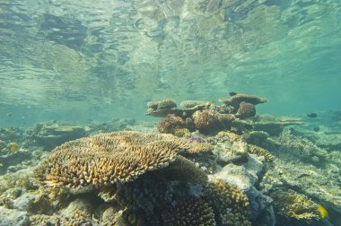 tropikal mercan resif sualtı