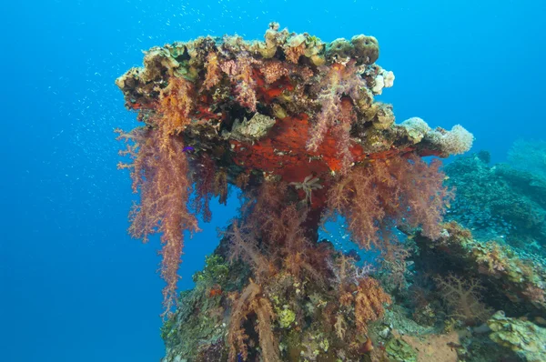 Мягкие кораллы на тропическом рифе — стоковое фото