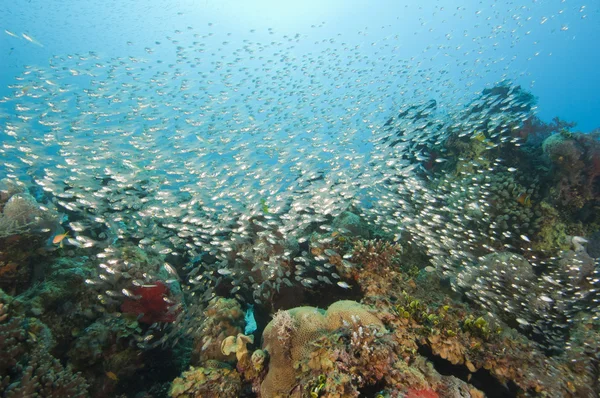 Shoal de peces de cristal en un arrecife de coral —  Fotos de Stock