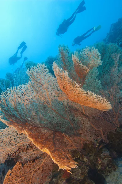 Abanico coral gorgoniano en un arrecife tropical — Foto de Stock