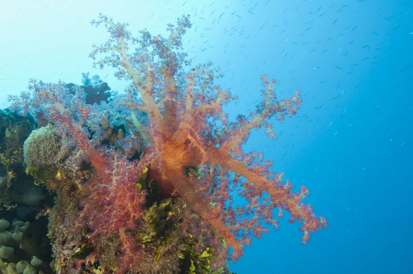 Nahaufnahme von Weichkorallen an einem Riff — Stockfoto