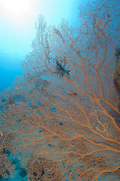 Gorgonian fan coral on a tropical reef — Stok fotoğraf