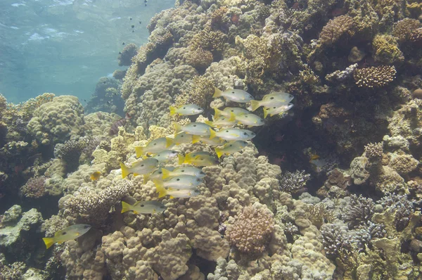 Cardumen de pargo sobre un arrecife tropical — Stockfoto