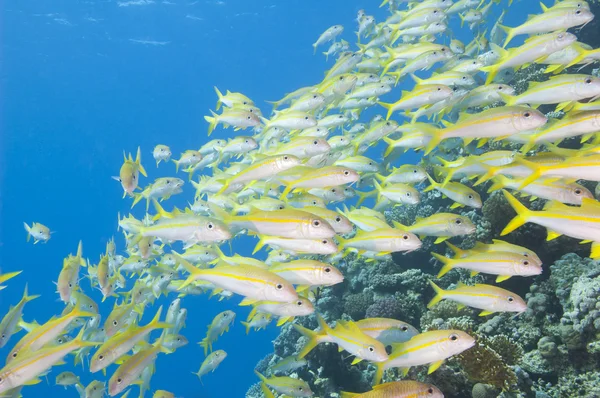 Schwarm von Ziegenfischen auf einem tropischen Riff — Stockfoto