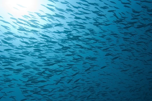 Large shoal of fusiliers in the sun — Stock Photo, Image