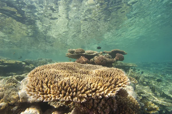 熱帯のサンゴ礁を水中 — ストック写真