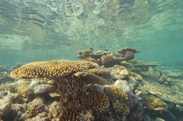 Arrecife de coral tropical bajo el agua —  Fotos de Stock