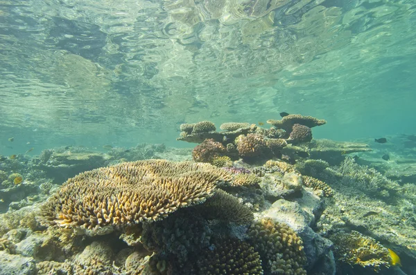 Recifes de corais tropicais subaquáticos — Fotografia de Stock
