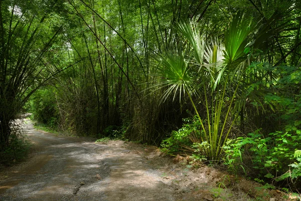 stock image Curve through the green jungle