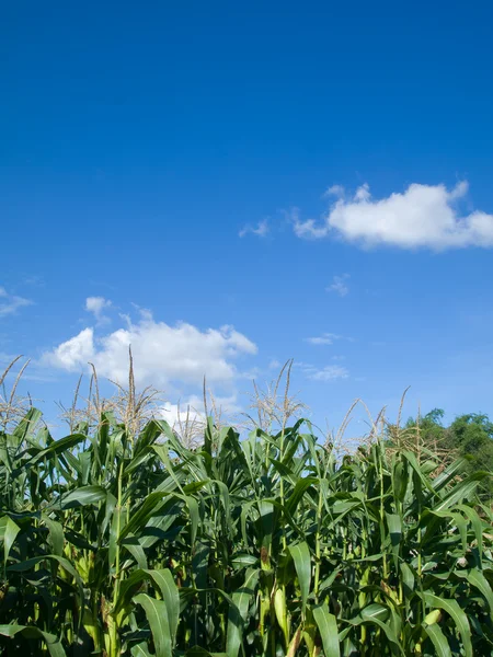 Kukurydza drzewa zielonych liści i niebo — Zdjęcie stockowe