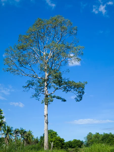 Velký strom v lese — Stock fotografie