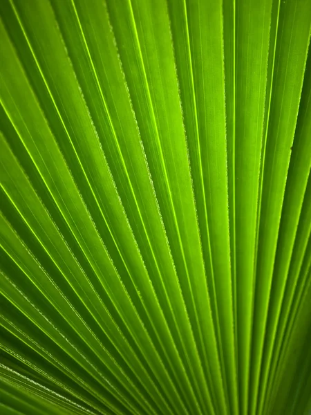 Green leaf Line background — Stock Photo, Image