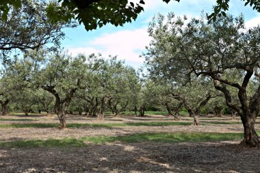 alan zeytin ağaçları