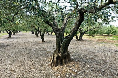 Field of olives trees clipart