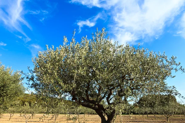 Pole drzewa oliwne — Zdjęcie stockowe