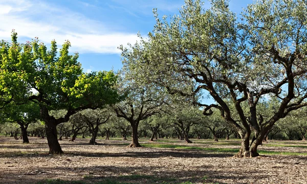 Field of olives trees — Stock Photo, Image