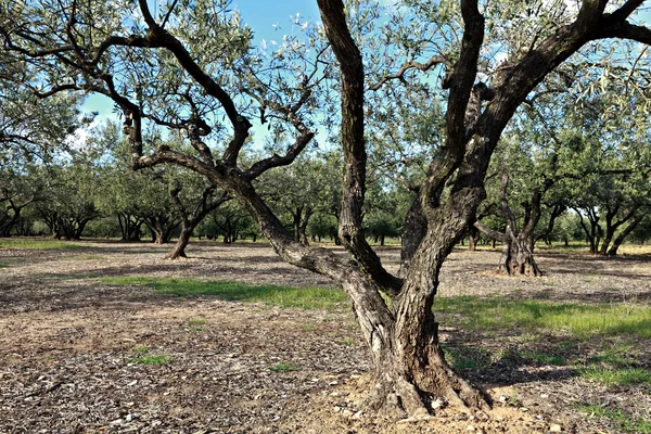 Field of olives trees — Stock Photo, Image