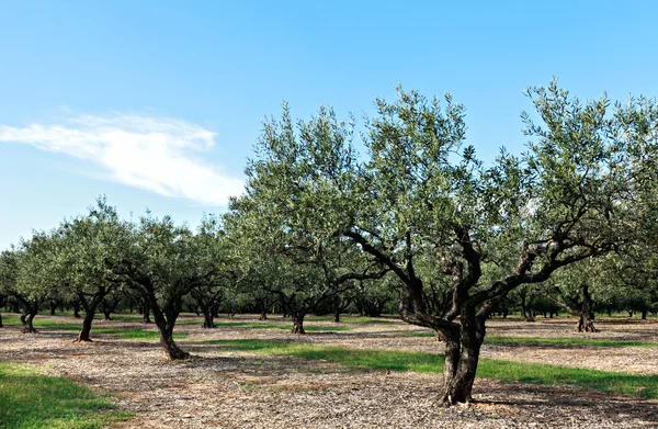 Pole drzewa oliwne — Zdjęcie stockowe