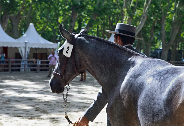 Competição equestre — Fotografia de Stock