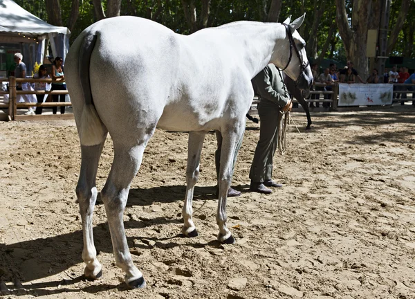 Competição equestre — Fotografia de Stock