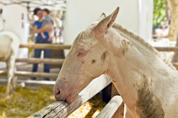 Paardensport competitie — Stockfoto
