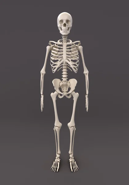 背景が灰色の骨格 — ストック写真