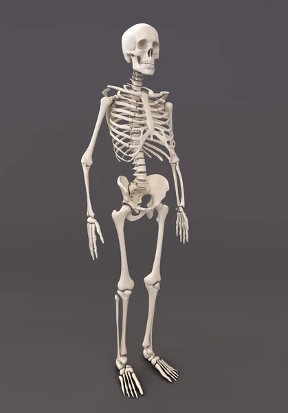 Iskelet gri bir arka plan — Stok fotoğraf
