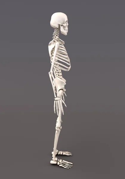 Skelett eines grauen Hintergrunds — Stockfoto