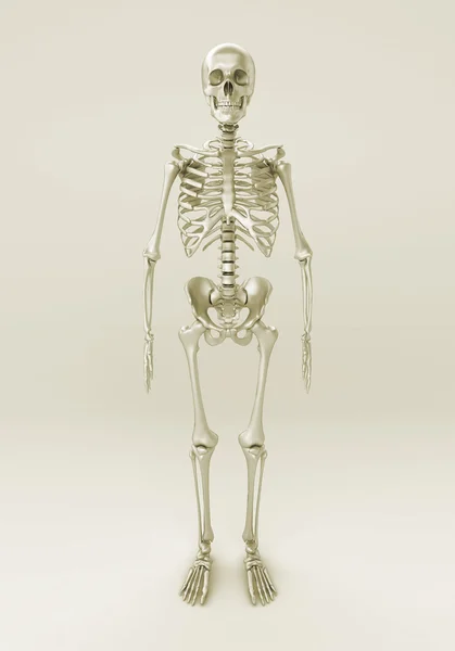 Скелет серого фона — стоковое фото