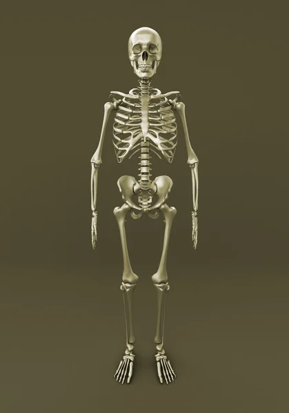 Скелет серого фона — стоковое фото