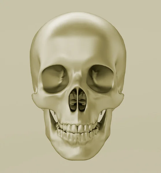 Kafatası, 3d render — Stok fotoğraf