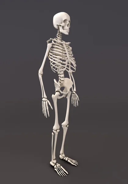 Skelett av en grå bakgrund — Stockfoto