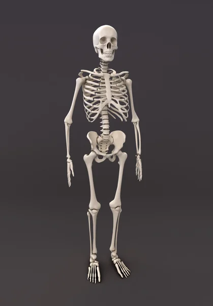 Skelett eines grauen Hintergrunds — Stockfoto