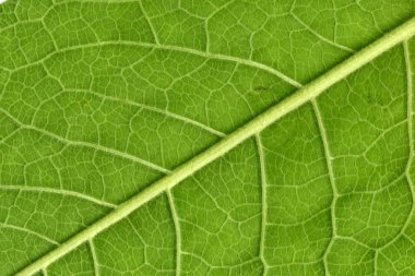 Leaf veins close up clipart