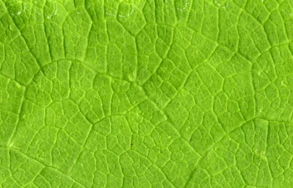 Venas de hojas de cerca — Foto de Stock