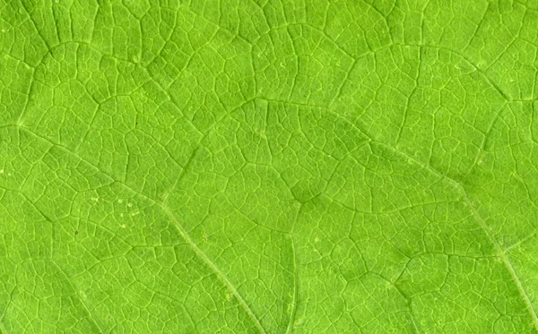 Żyłach liści z bliska — Zdjęcie stockowe