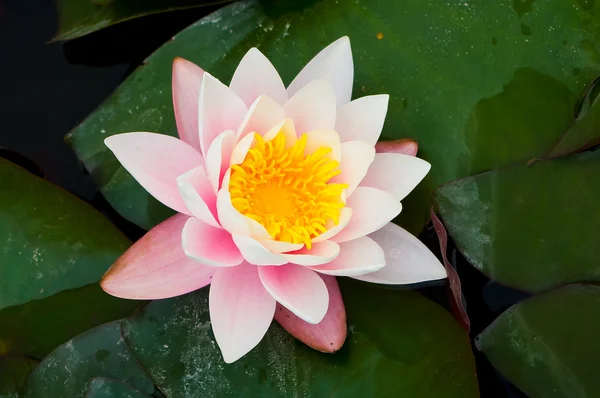 stock image Blooming water lily.