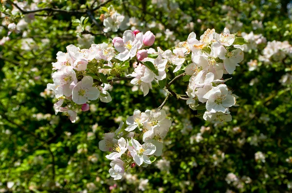 En blommande äppelträd. — Stockfoto