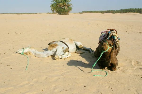 Twee kamelen in de woestijn sahara — Stockfoto