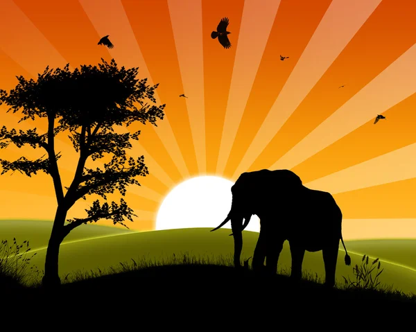 stock image Africa Sunset - Silhouette of Elephant approaching three