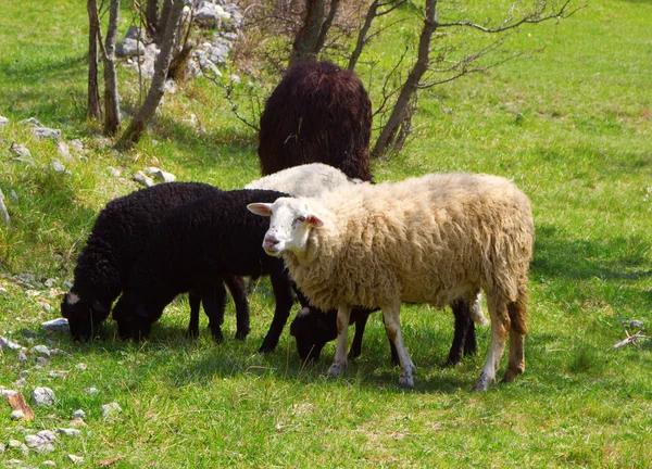 White sheep with black sheeps