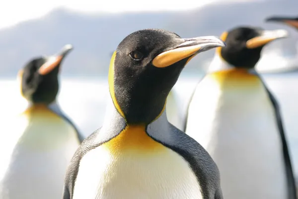 Retrato del grupo de pingüinos rey — Foto de Stock